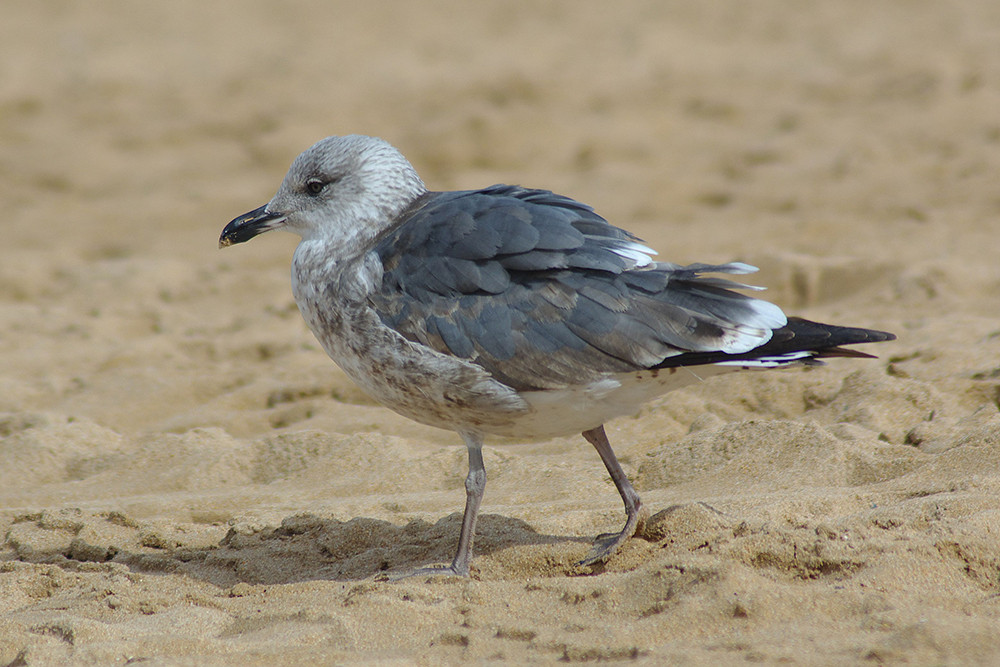 Lesser Black-backed Gull