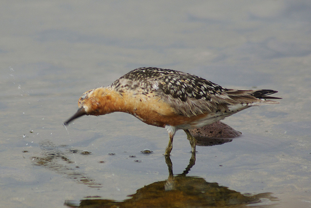Red Knot