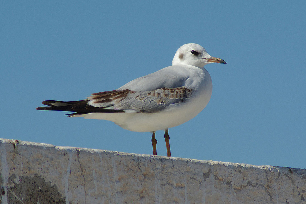 Black-headed Gull