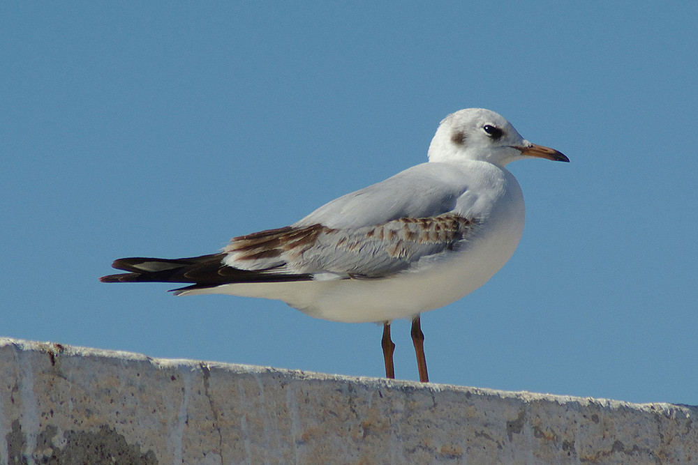 Black-headed Gull