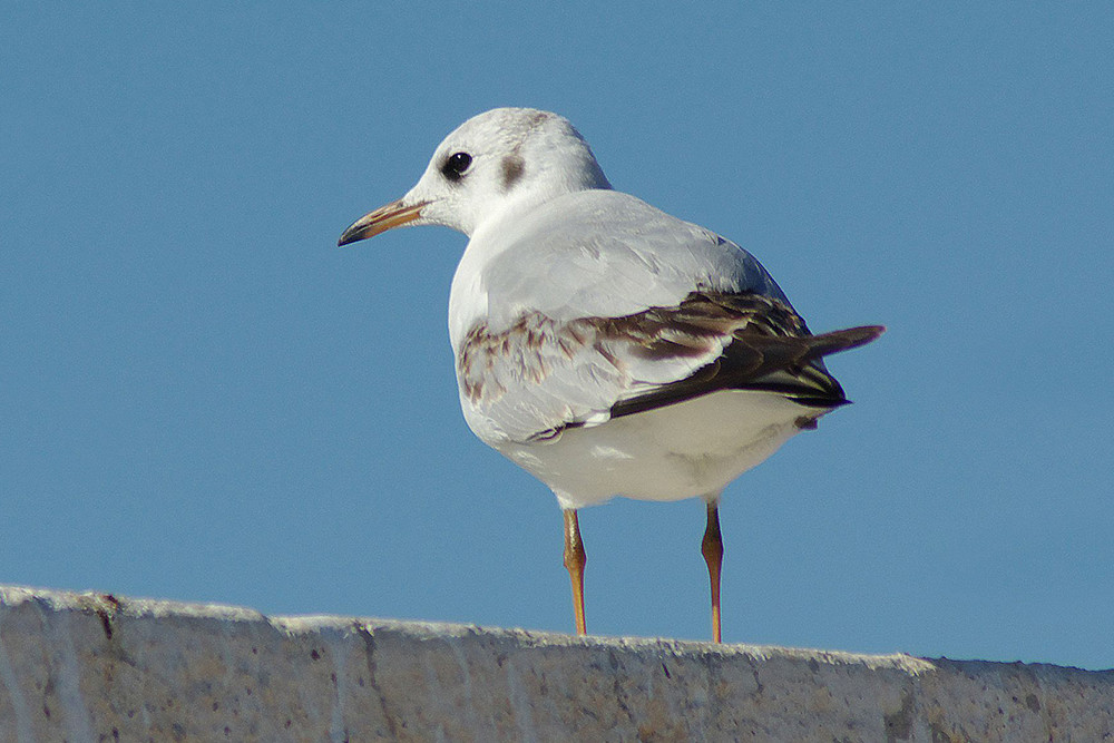 Black-headed Gull