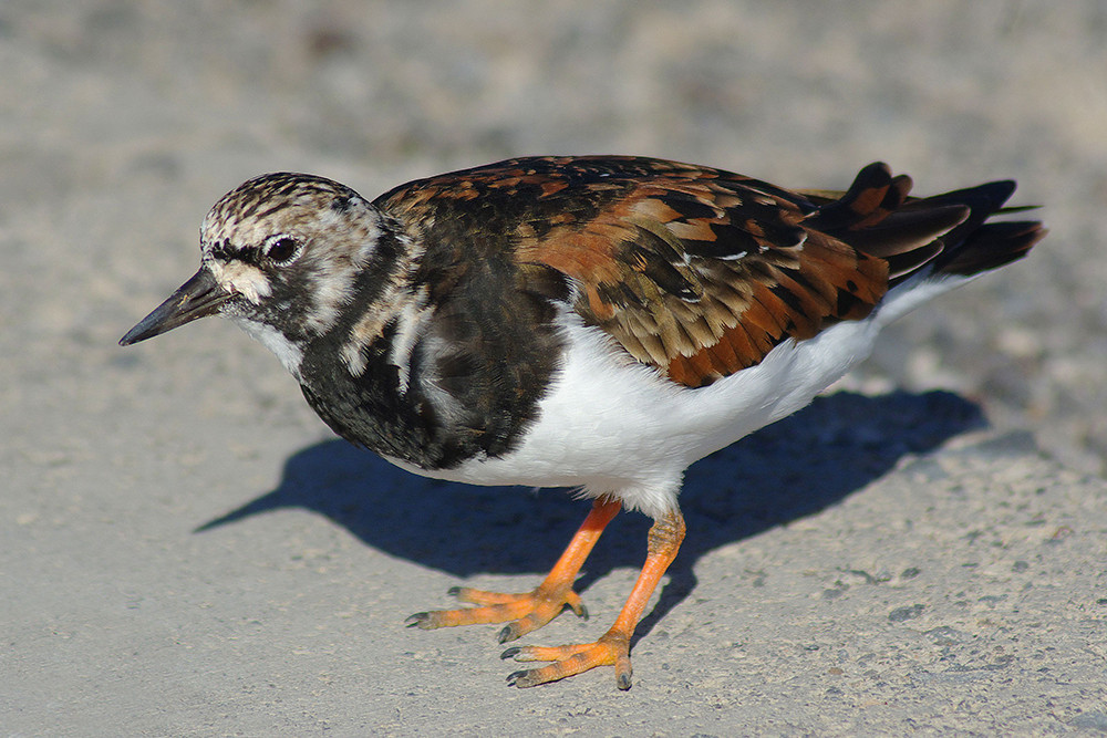 Ruddy Turnstone