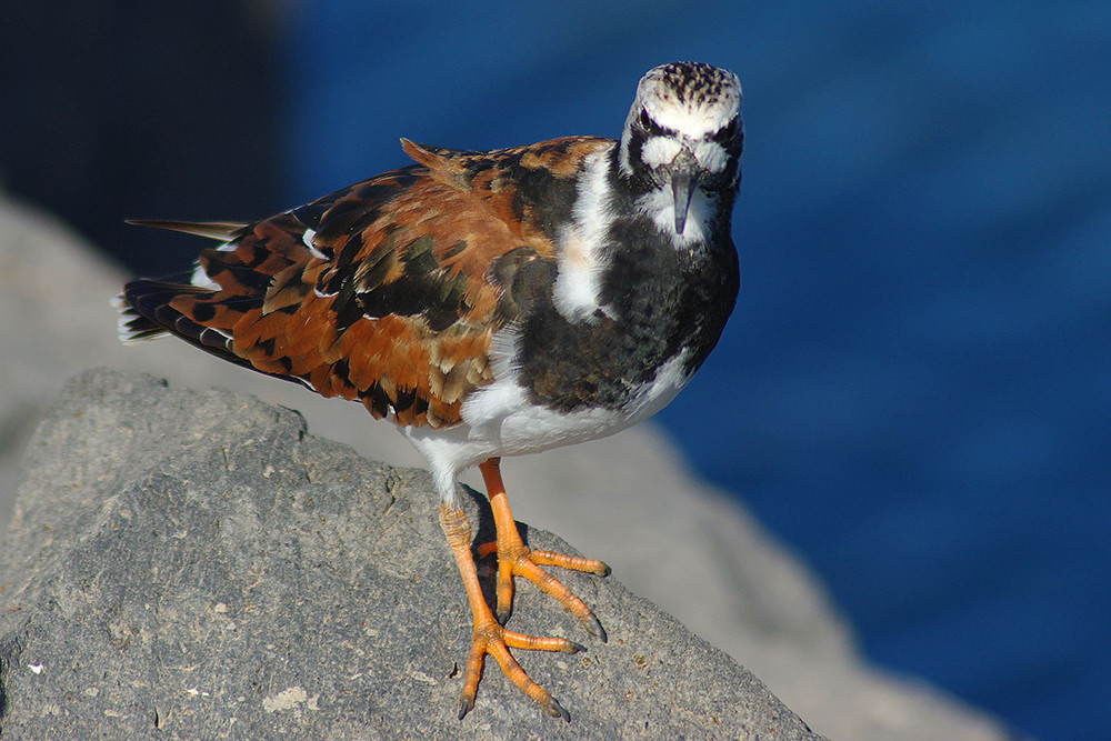 Ruddy Turnstone