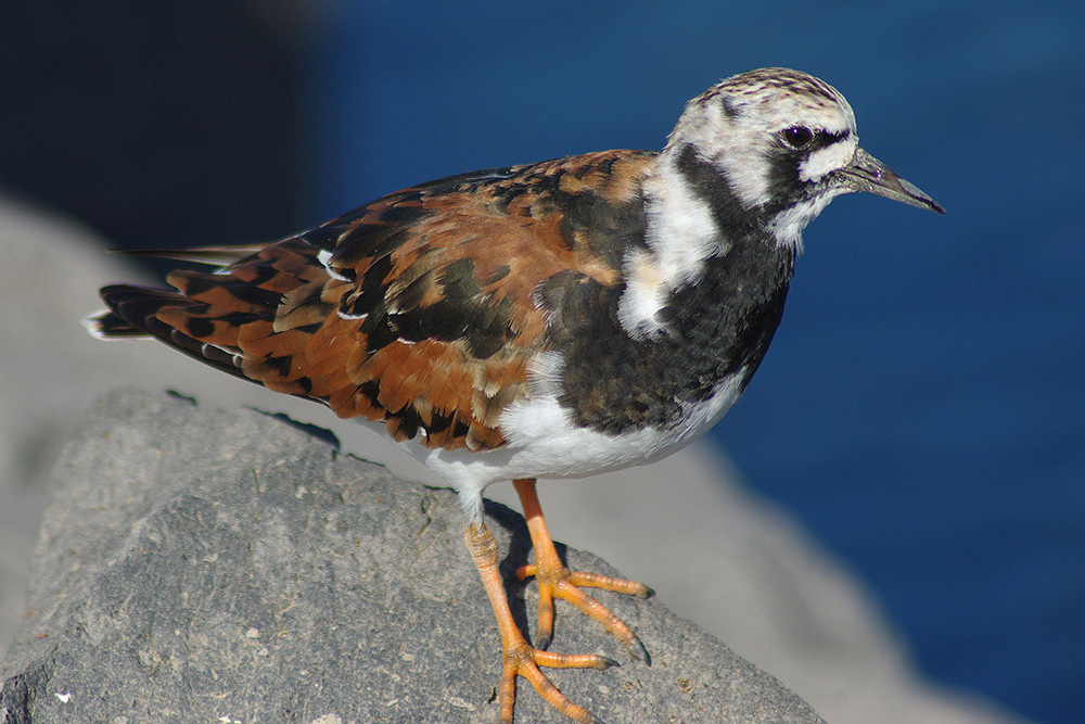 Ruddy Turnstone