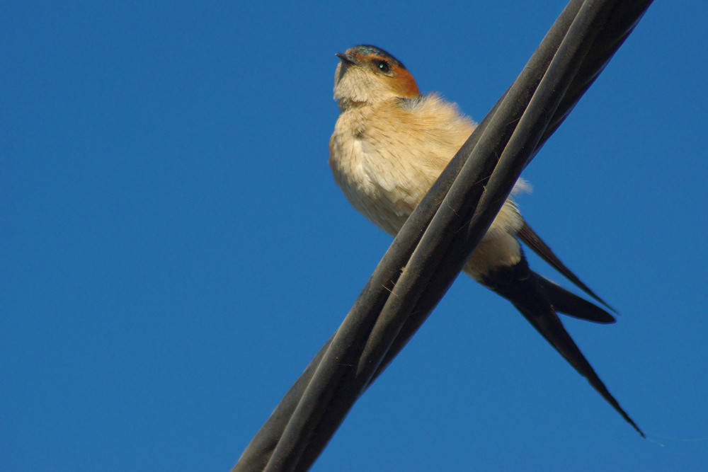 European Red-rumped Swallow