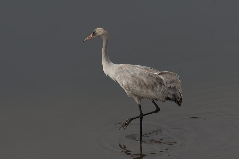 Common Crane