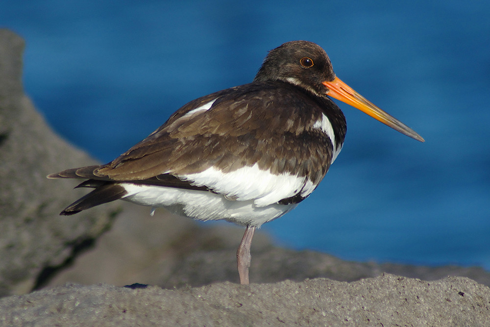 Eurasian Oystercatcher