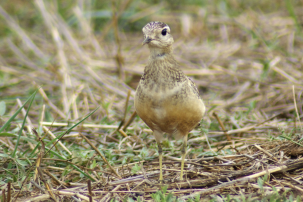Eurasian Dotterl