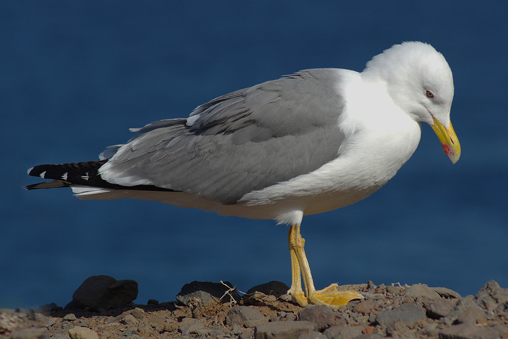 Yellow-legged Gull
