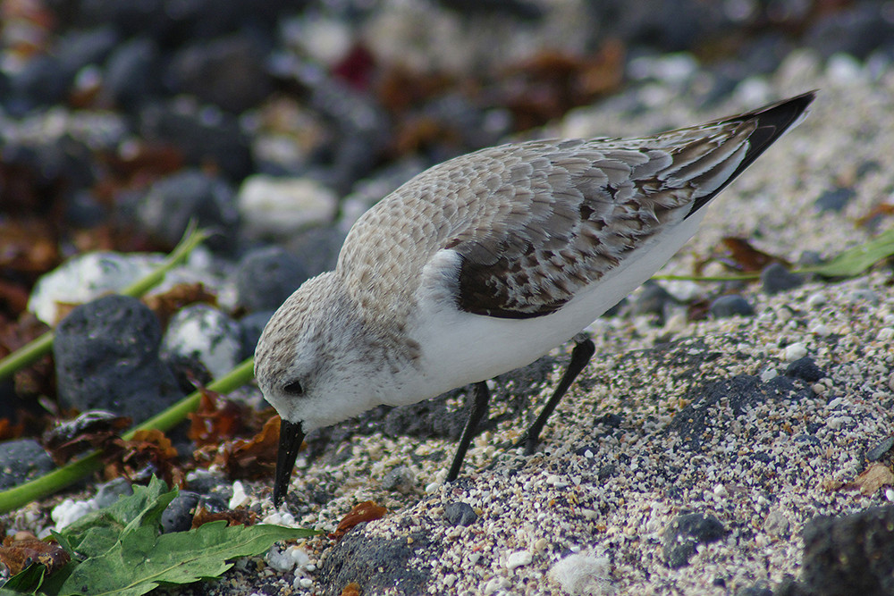 Sanderling