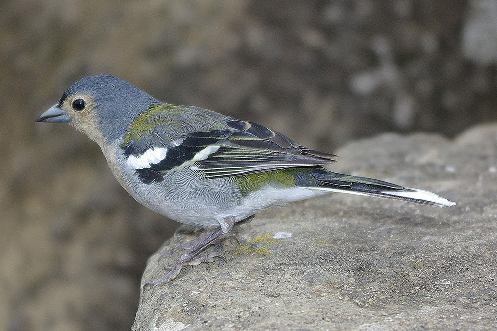 Madeira Chaffinch
