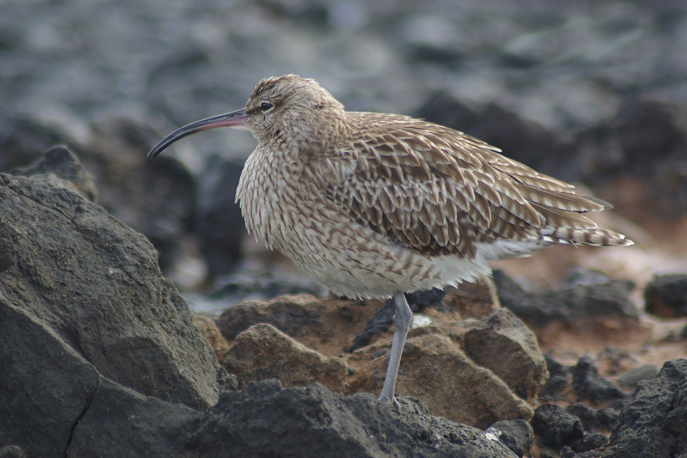 Eurasian Whimbrel