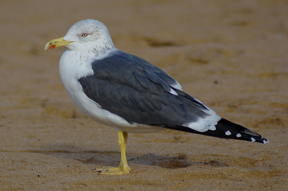 Lesser Black-backed Gull