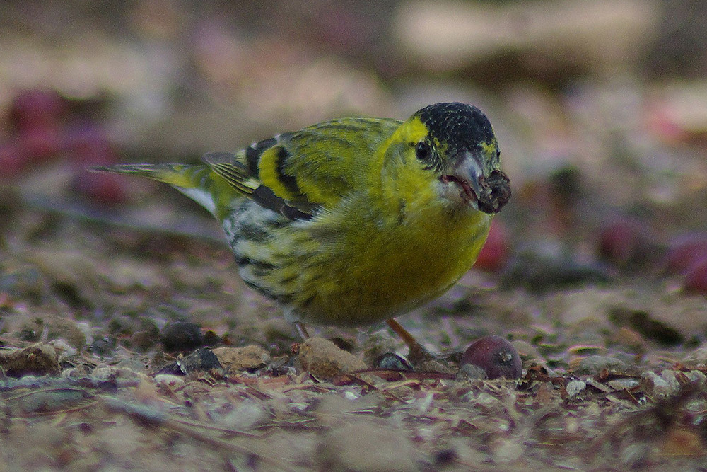 Eurasian Siskin