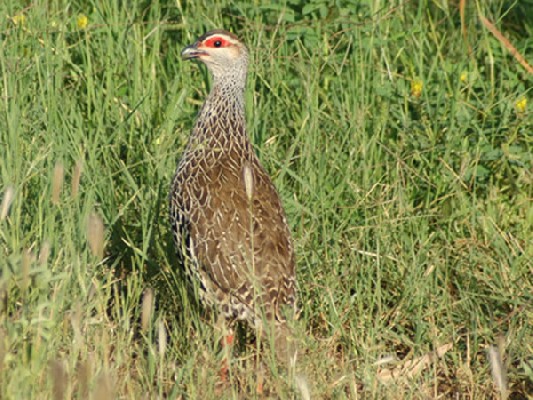 Clapperton's Francolin