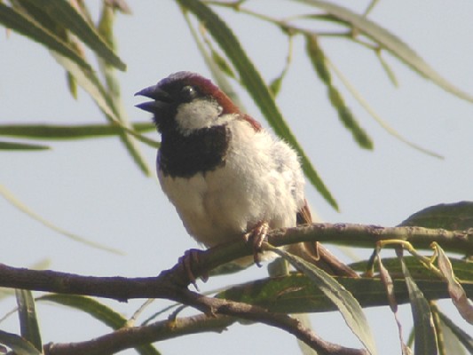 House Sparrow