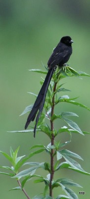 Red-collared Widowbird