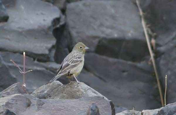 Cinereous Bunting - ssp Semenowi