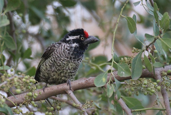 Banded Barbet