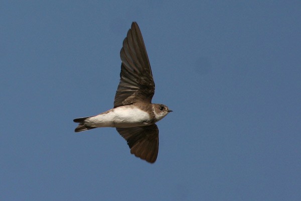 Common Sand Martin