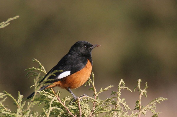 White-winged Cliff-Chat