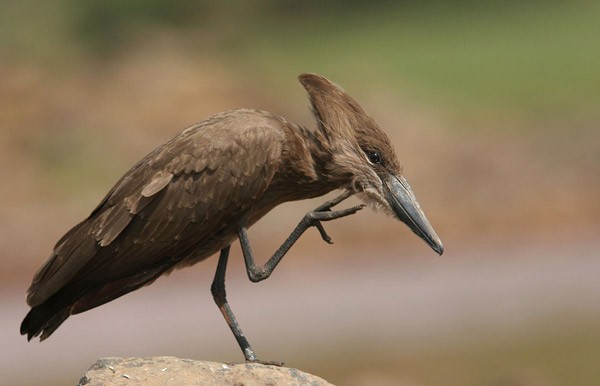 Hamerkop