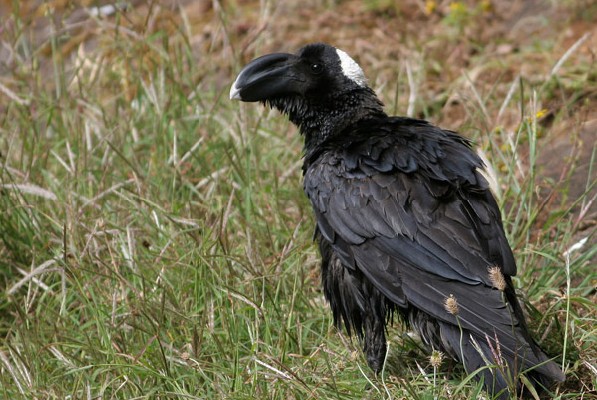Thick-billed Raven