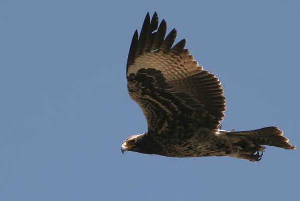 Verreauxs' Eagle