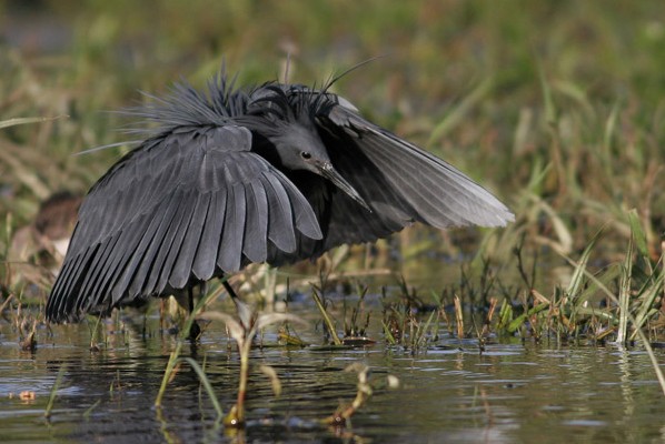 Black Heron