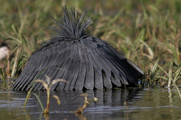 Black Heron 