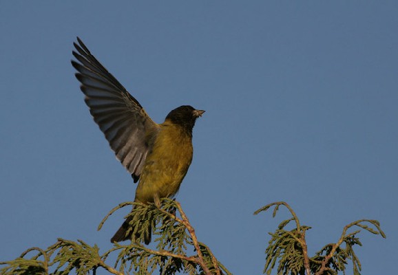 Ethiopian Siskin