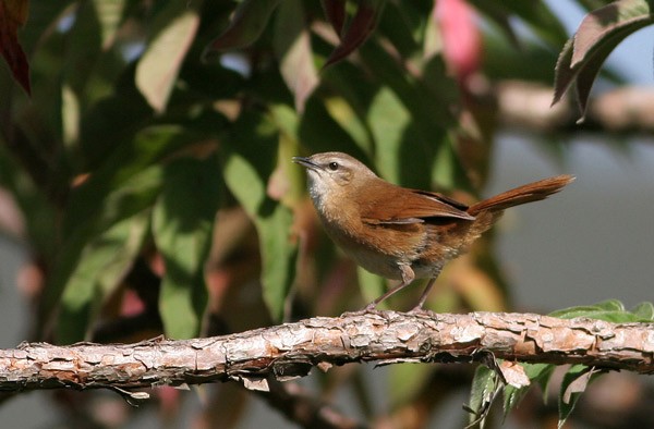 Cinnamon Bracken Warbler