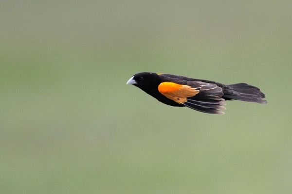 Fan-tailed Widowbird