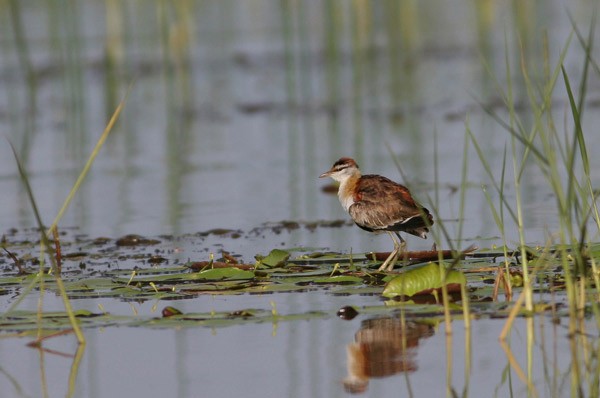 Lesser Jacana