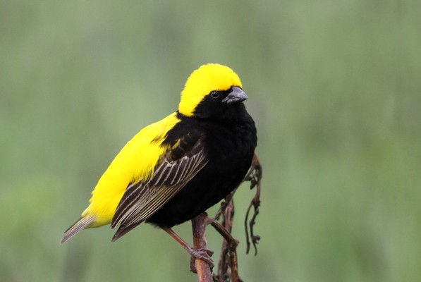 Yellow-crowned Bishop - ssp Strictus