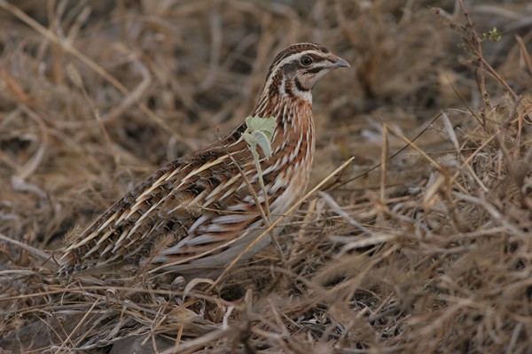 Common Quail