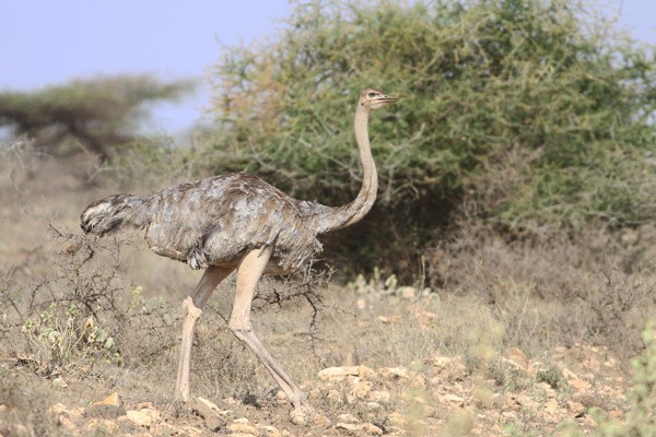 Somali Ostrich