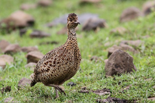 Moorland Francolin, ssp Psilolaemus