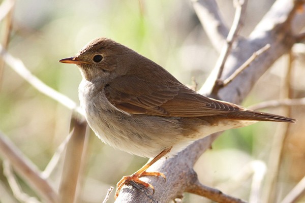 Thrush Nightingale