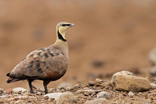 Yellow-throated Sandgrouse, ssp Saturatior