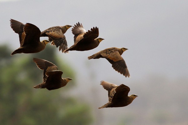 Yellow-throated Sandgrouse - in flight