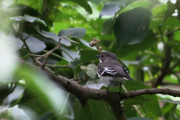 Semi-collared Flycatcher