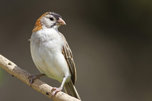 Speckle-fronted Weaver - ssp Frontalis