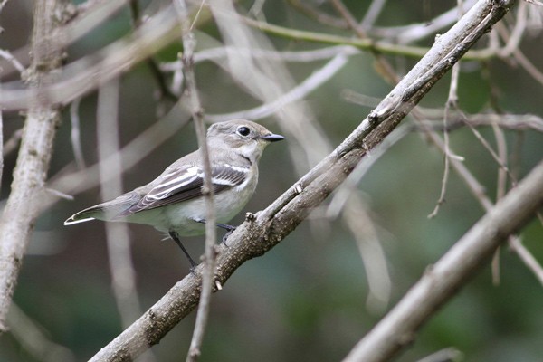 Semi-collared Flycatcher