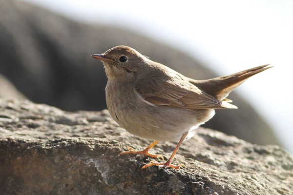 Thrush Nightingale
