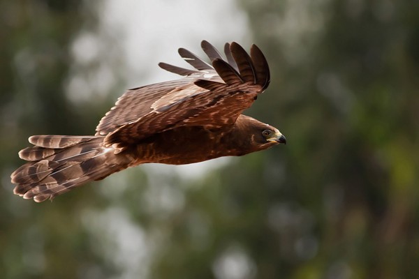 African Harrier Hawk - Juvenile