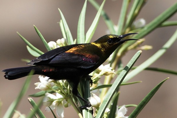 Copper Sunbird - ssp Cupreus