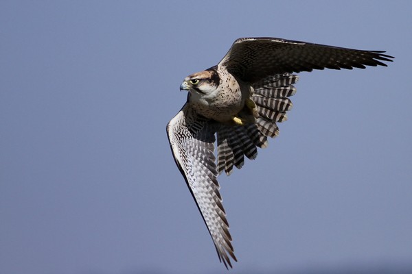 Lanner Falcon