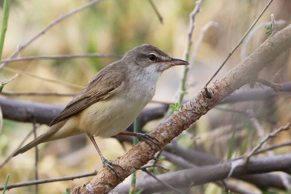 Great Reed Warbler