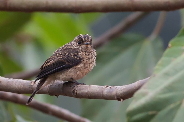 African Dusky Flycatcher - ssp Minima